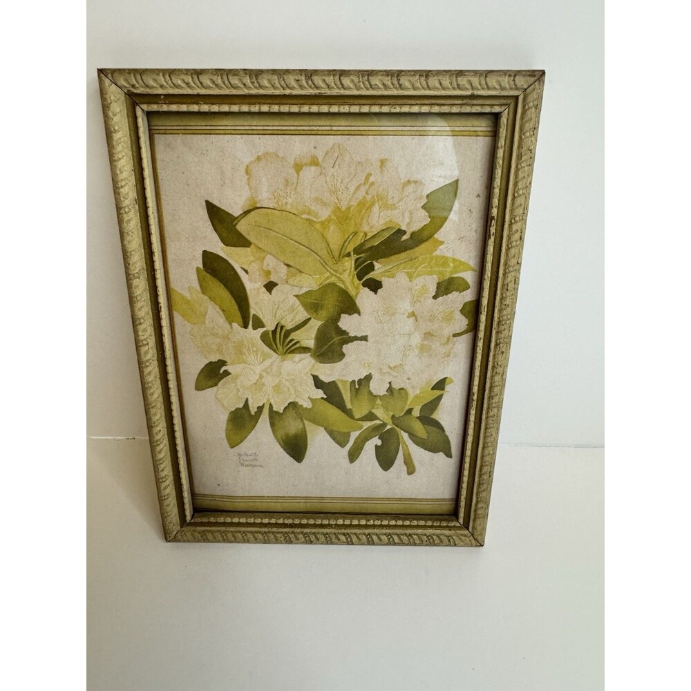 Vintage mid century framed botanical print of a white rhododendron 5x7